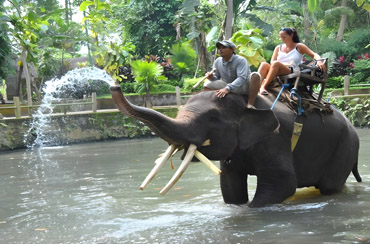 Bakas Elephant Ride 