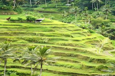 The Ubud Art Market